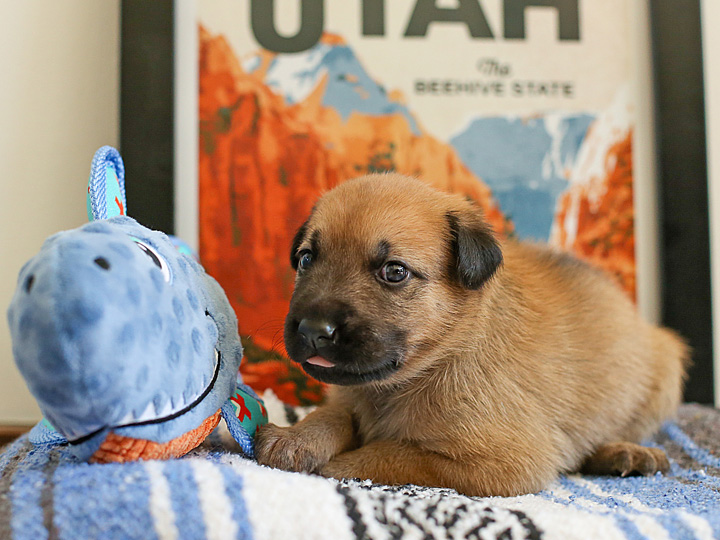 chinook puppy